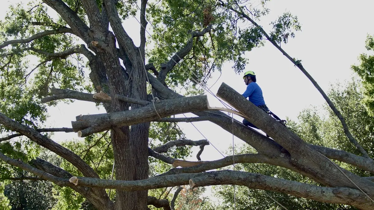 Professional Hazardous Tree Removal performed by certified arborists in Jumping Branch