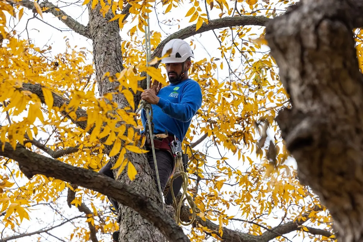 Skilled Tree Pruning crew working in Jumping Branch
